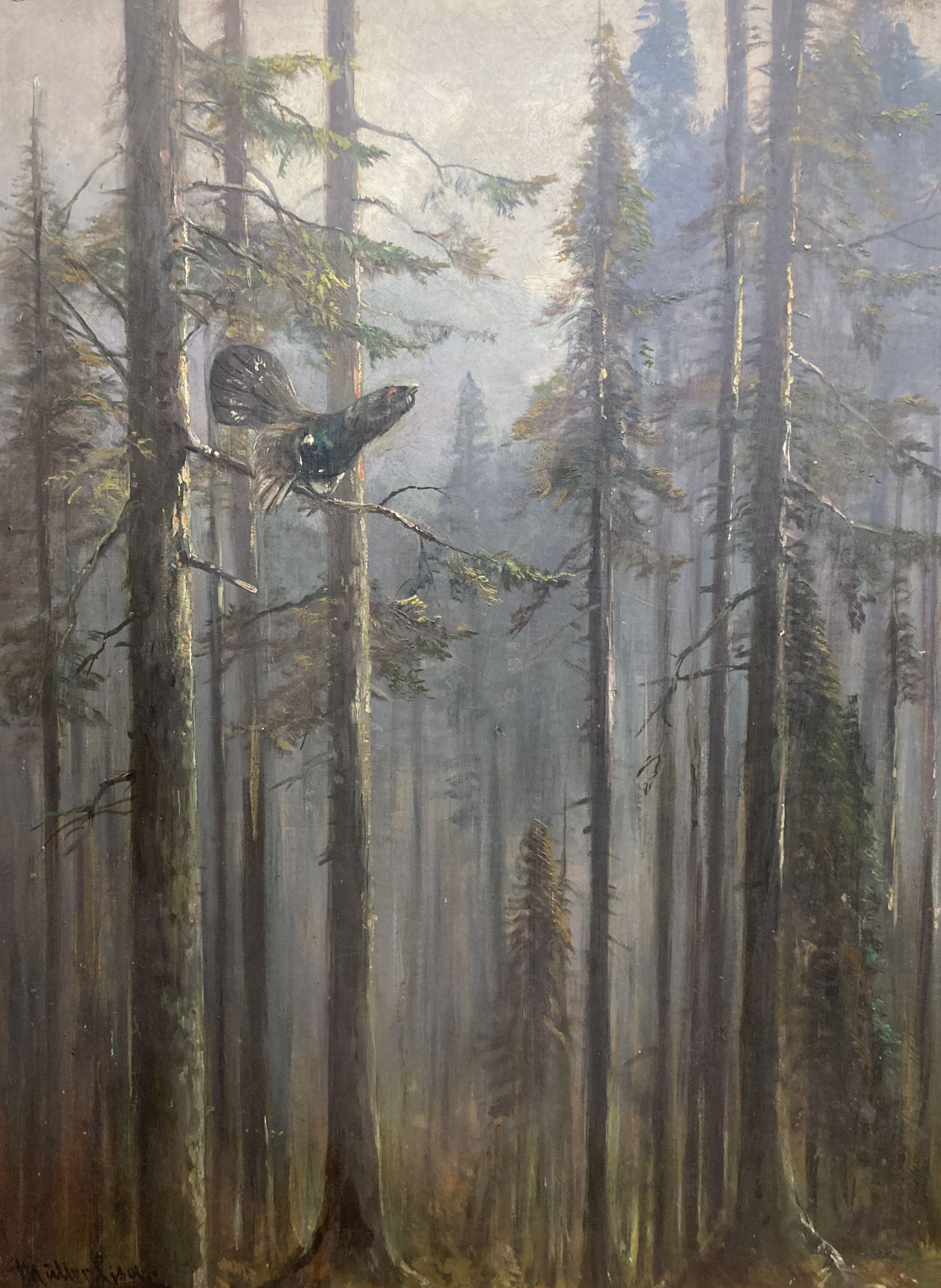 Lisa Muller, oil on canvas board, Capercaillie amongst pine trees, signed, 61 x 45cm